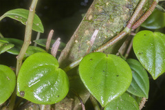 Peperomia urocarpoides