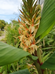 Hedychium gardnerianum