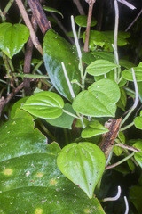 Peperomia urocarpoides