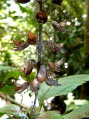 Plectranthus ecklonii