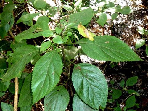 Plectranthus ecklonii