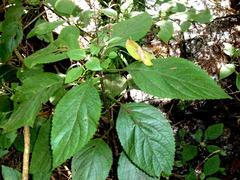 Plectranthus ecklonii