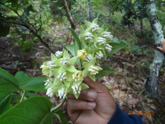 Asclepias auriculata