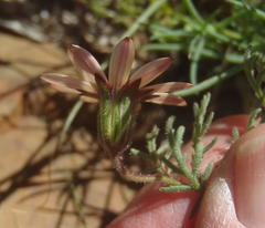 Dimorphotheca pinnata
