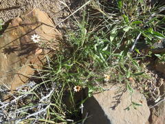 Dimorphotheca pinnata