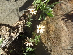 Dimorphotheca pinnata