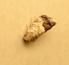 Acontia