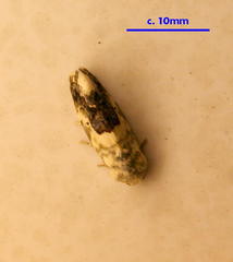 Acontia