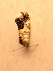 Acontia