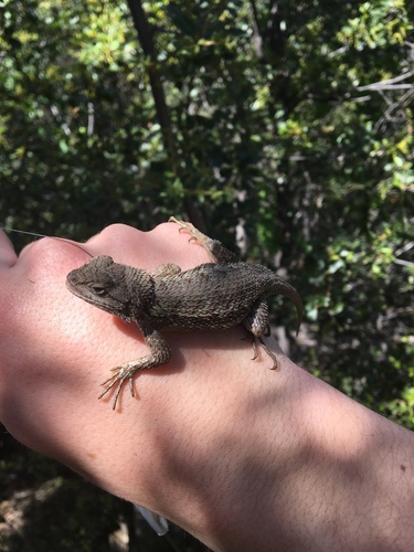 iNaturalist observation photo of Western Fence Lizard