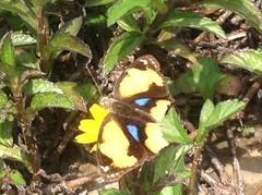 Junonia hierta
