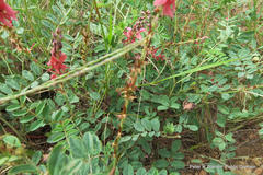 Indigofera williamsonii