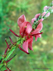 Indigofera williamsonii