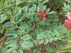 Indigofera williamsonii