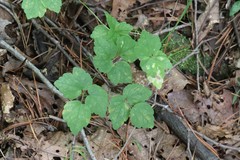 Thalictrum filamentosum