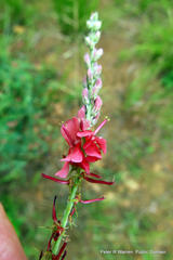Indigofera williamsonii