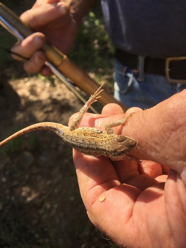 iNaturalist observation photo of Western Side-blotched Lizard