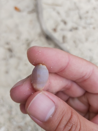Humphrey's Cowry