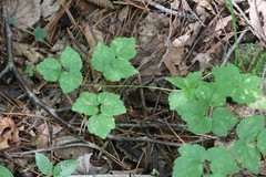 Thalictrum filamentosum