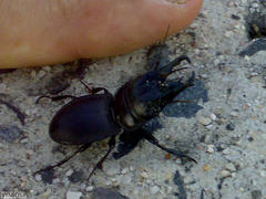 Pachyodontus languidus