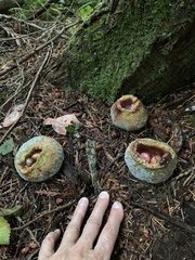 Turbinellus kauffmanii