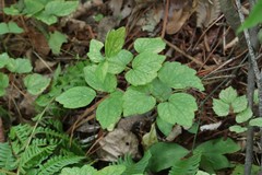 Thalictrum filamentosum