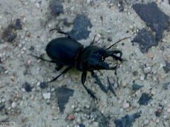 Pachyodontus languidus