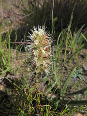 Echiostachys incanus