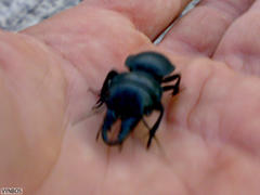 Pachyodontus languidus