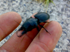 Pachyodontus languidus