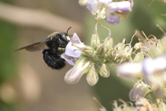Notoxylocopa