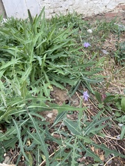 Lactuca tatarica