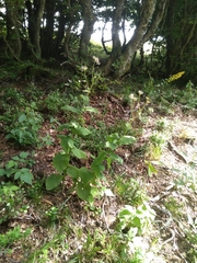 Doronicum austriacum