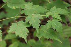 Acer barbinerve