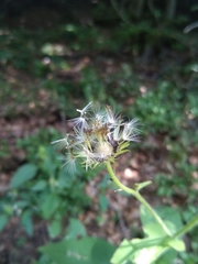 Doronicum austriacum