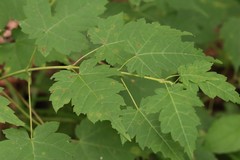 Acer barbinerve