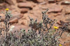 Oedera humilis
