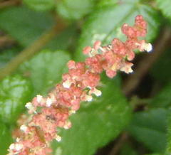 Acalypha capensis