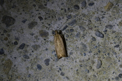 Helcystogramma phryganitis