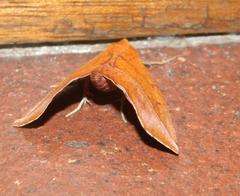 Drepanogynis rufaria