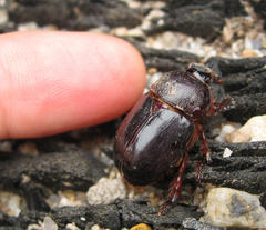 Temnorhynchus retusus