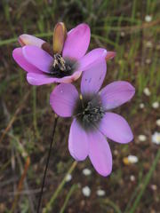 Ixia versicolor