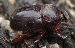 Temnorhynchus retusus