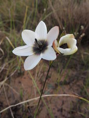Ixia versicolor