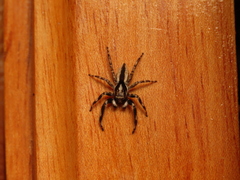 Menemerus bivittatus