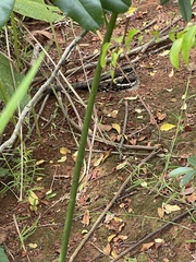 Caprimulgus climacurus