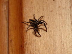 Menemerus bivittatus