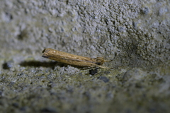 Helcystogramma phryganitis