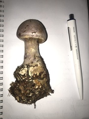 Cortinarius