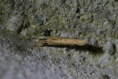 Helcystogramma phryganitis